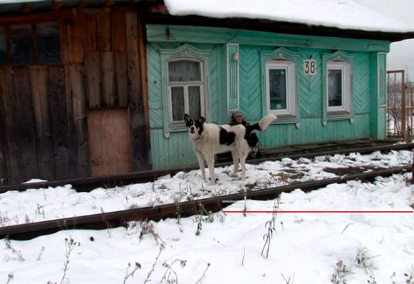 В Златоусте за женщину, у которой зарубили собаку, вступились зоозащитники