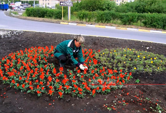 Город ста тысяч цветов. Оформление городских клумб завершится в первой половине июля