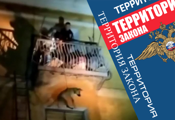 ТЗ: Участковый-уполномоченный полиции спас собаку от голода, а жильцам общежития вернул тишину