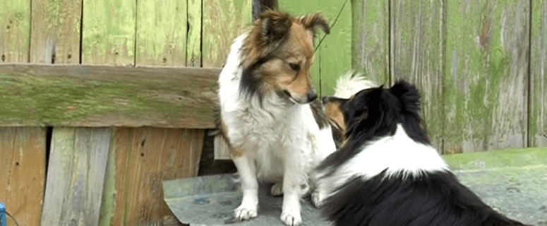 Хвостатая история любви бродяги и sheltie